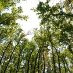green, forest, nature, oxygen, woods, spring, leaf