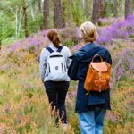Two people hiking through the vibrant Fontainebleau forest during summer, surrounded by blooming heather.