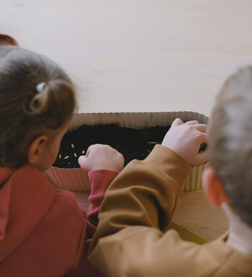 Two children carefully planting seeds in soil indoors, focusing on gardening education.